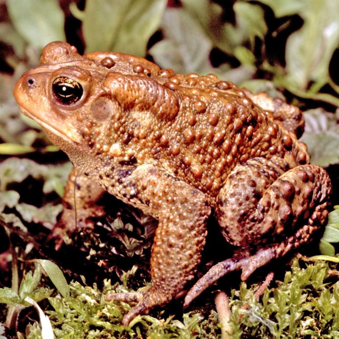 Малазийская листовая лягушка