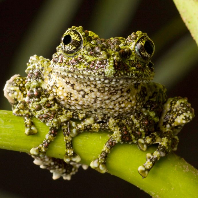 Веслоног зеленый гигантский