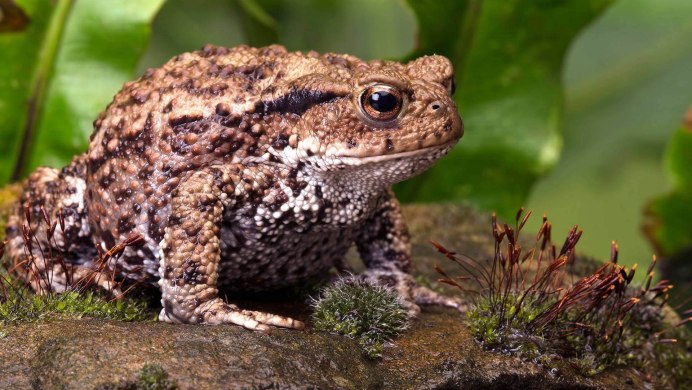 Узкорот лягушка