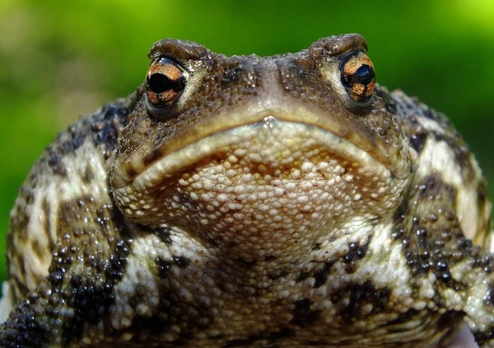 Лягушки обнимаются