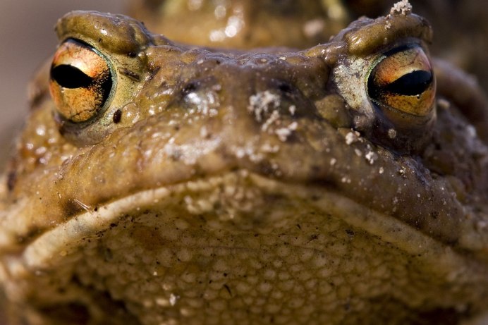 Земноводные отряд бесхвостые лягушка