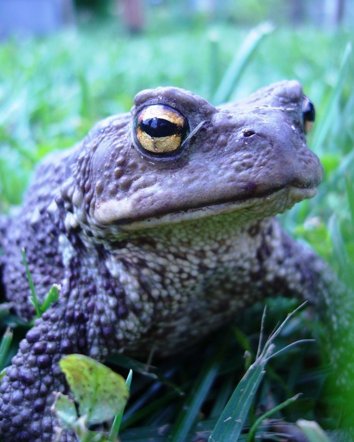 Жаба Огородная