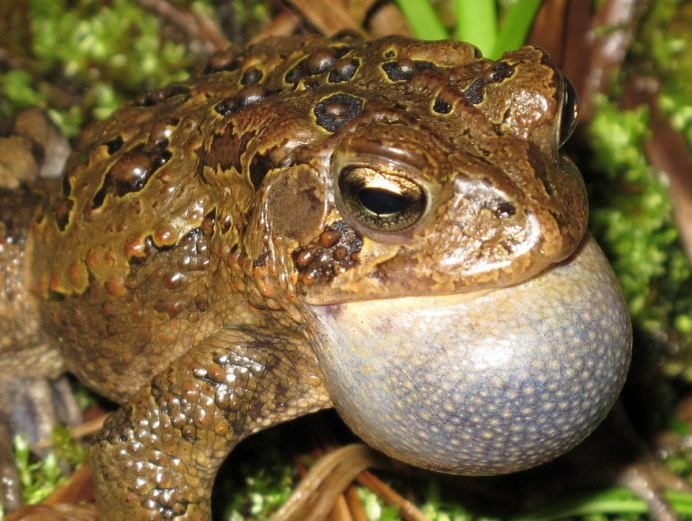 Лягушка телодерма стеллатум