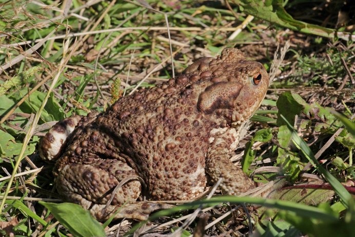 Жаба хищник