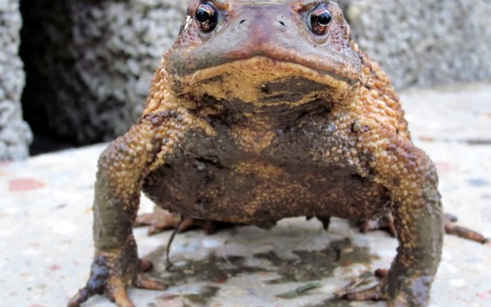 Узкорот лягушка смотрит на бумажку фото