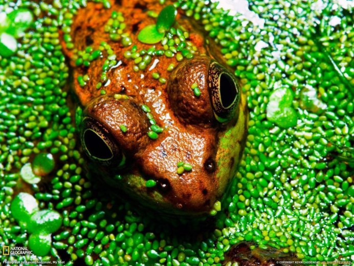 Австралийская голубая квакша