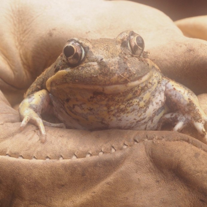 Африканская жаба Bullfrog