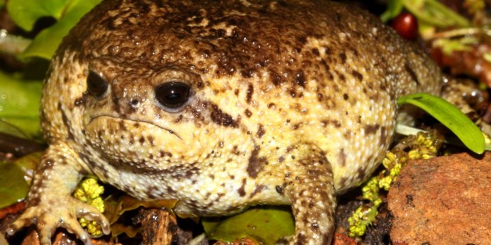 Провинциальная жаба-повитуха