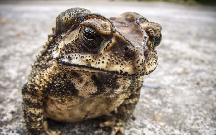 Жаба персюк