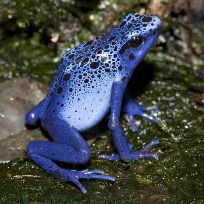 Бородавочная жаба