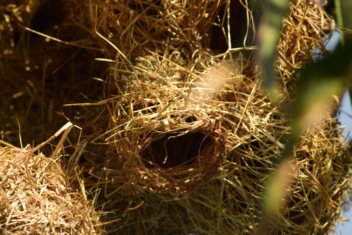 Nest гнездо