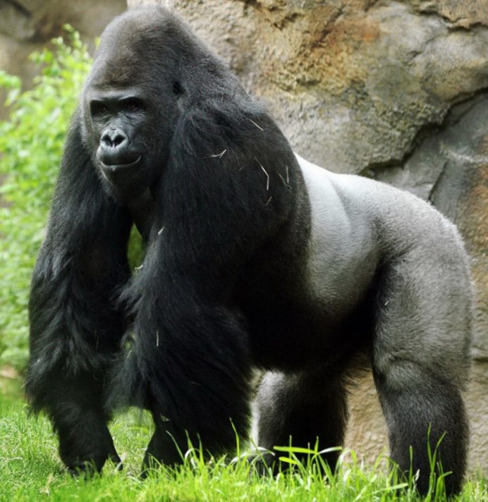 Горилла (Gorilla Gorilla)