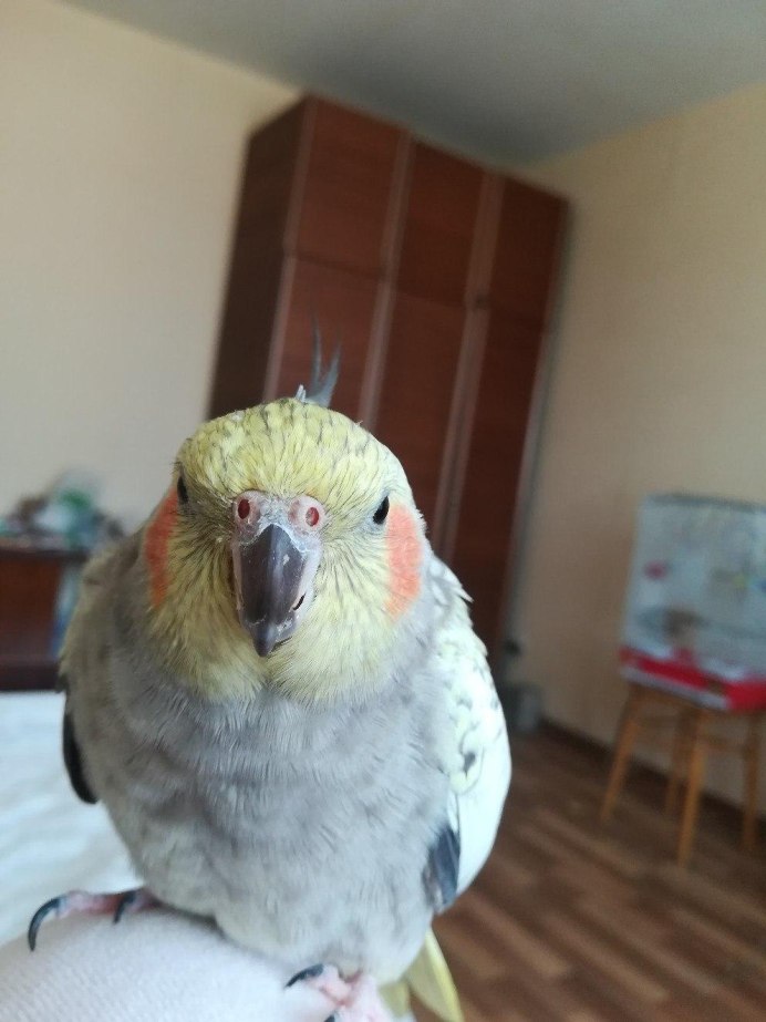 Картинки попугаев