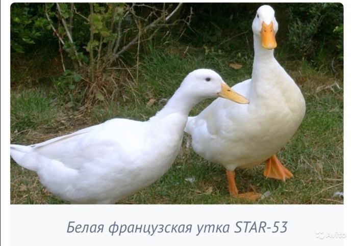 Благоварская утка