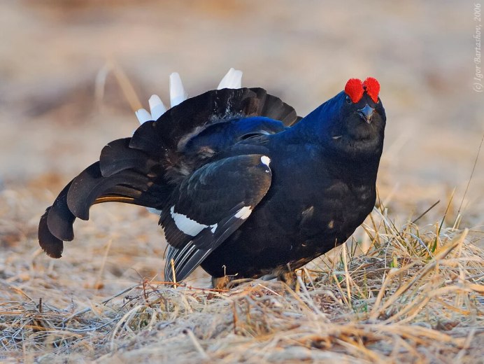 Чернобрюхий Глухарь Tetrao urogallus Major