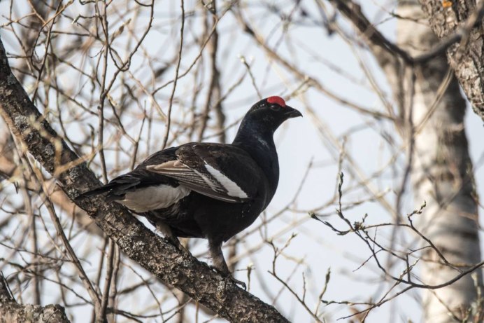Комплект чучел тетерев NRA FUD Black Grouse (тетерев)