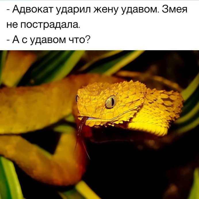 Пальмовая гадюка