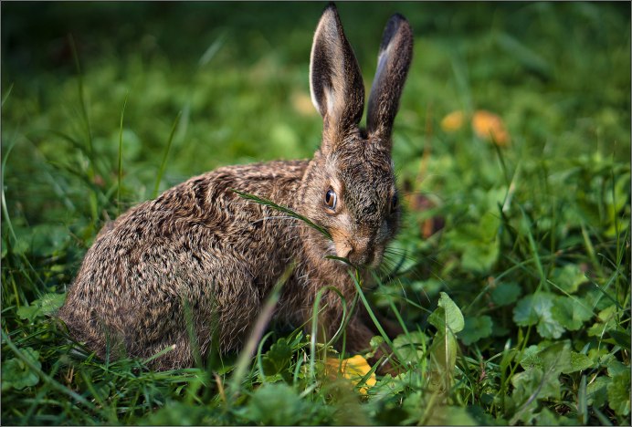 Маньчжурский заяц Lepus mandshuricus