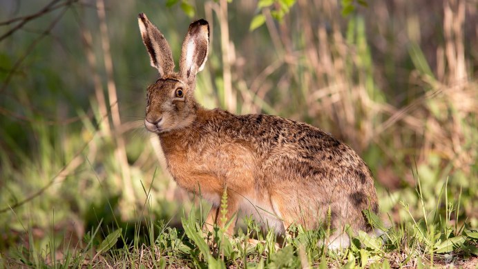 Заяц Русак (Lepus europaeus)