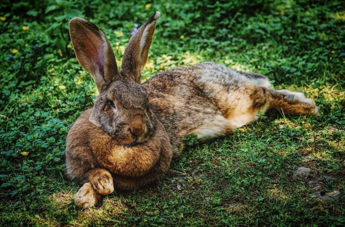 Заяц Русак (Lepus europaeus)