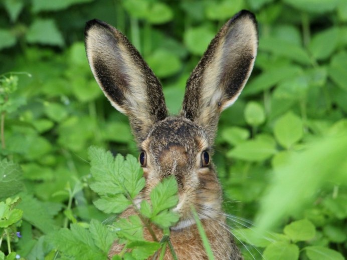 Заяц Русак (Lepus europaeus)