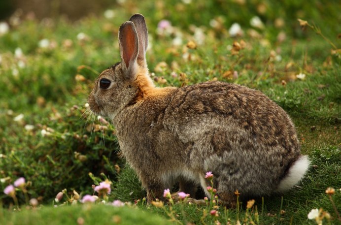 Lepus californicus Gray, 1836 - калифорнийский заяц