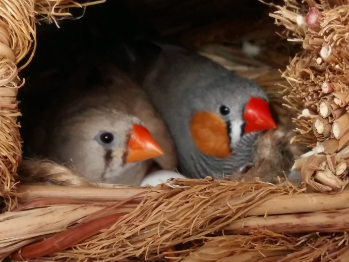 Попугай амадин Гульда