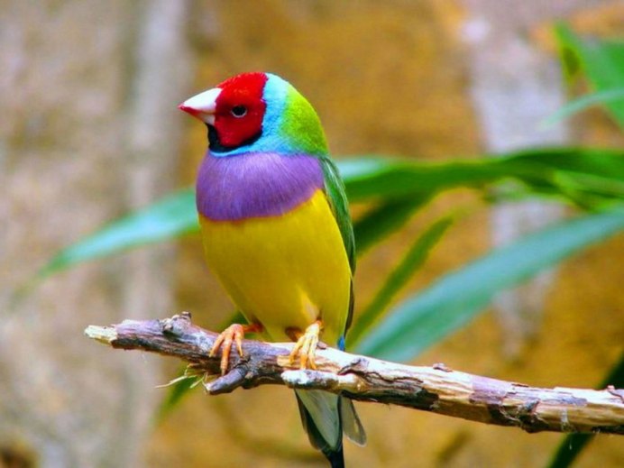 Зебровые амадины пингвины