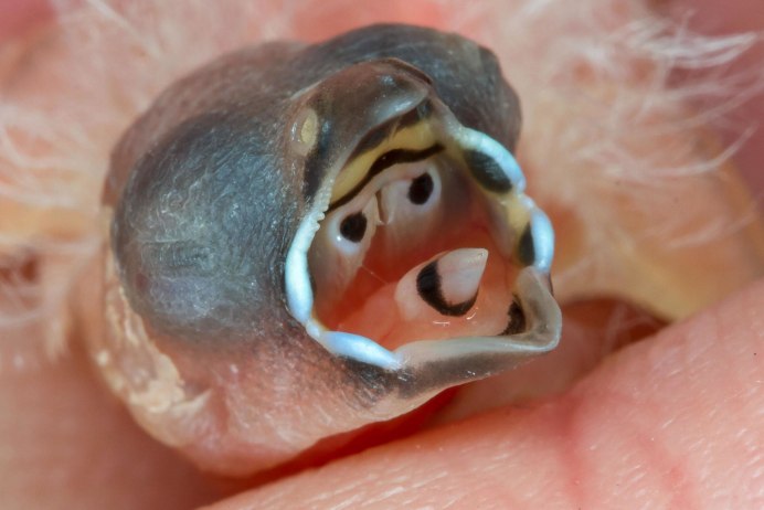 Амадина Гульда