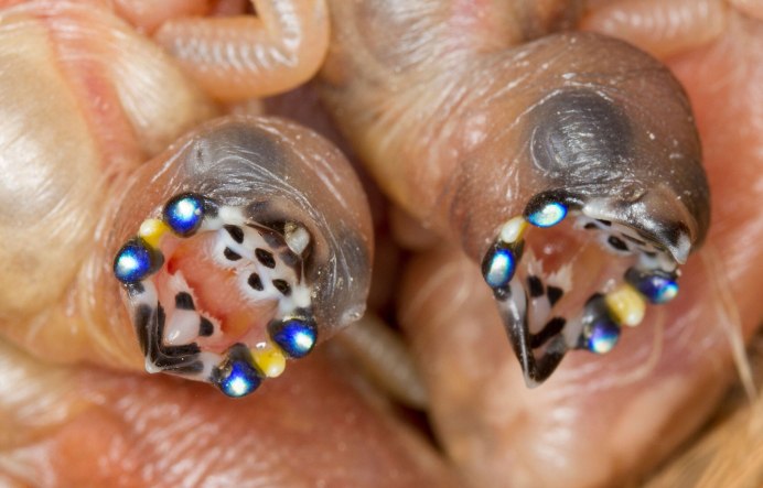 Гульдова амадина птенец