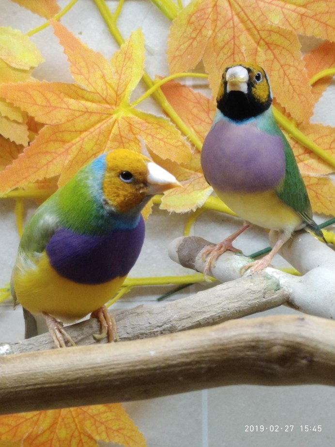 Обои на рабочий стол 4к амадина