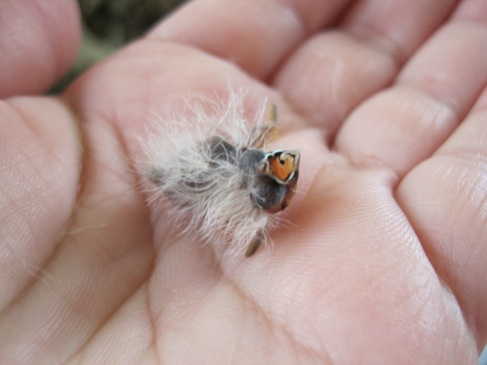 Амадин Гульда птенцы