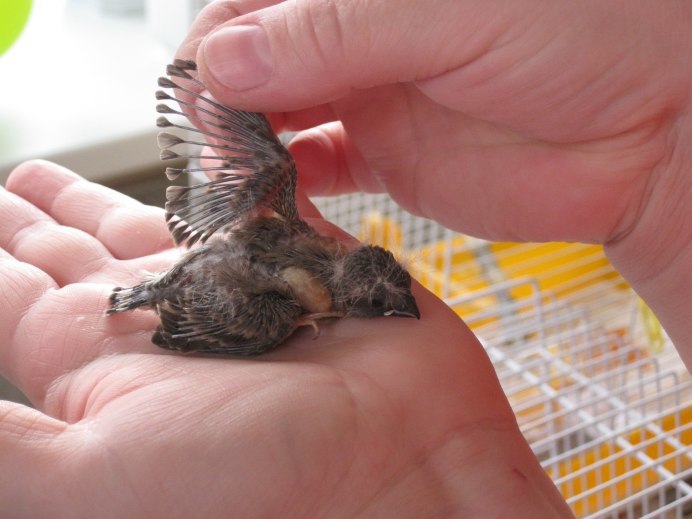 Птичка амадин птенец