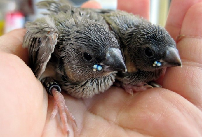 Гульдова амадина птенец