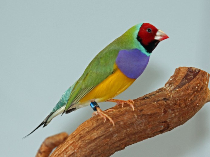 Птенец рисового амадина