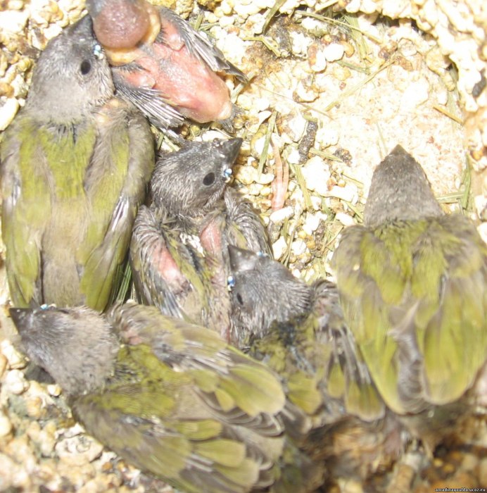 Амадин Гульдана птенцы