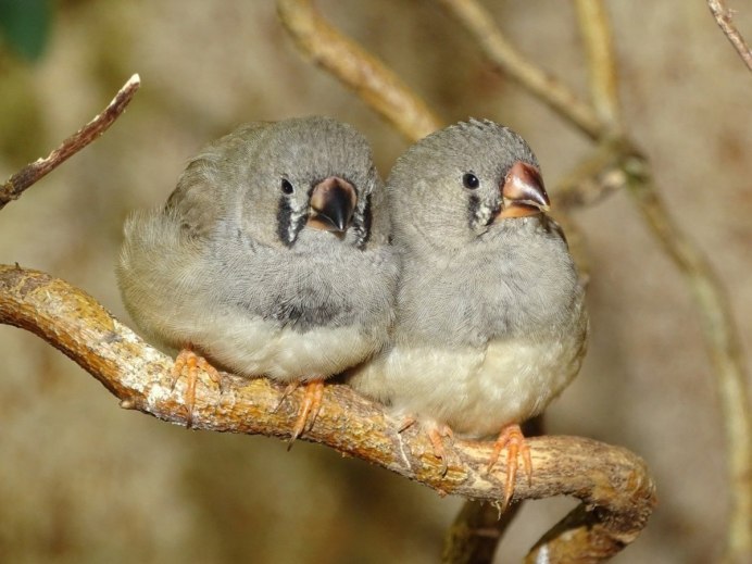 Зебровые амадины яйца
