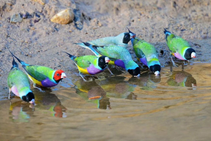 Гульдова амадина