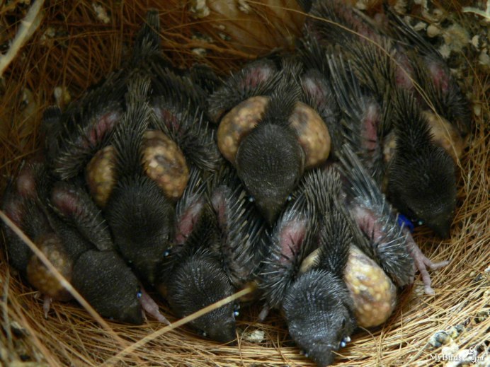 Гульдова амадина птенец