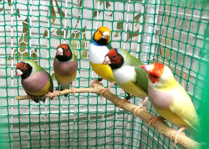 Амадины зебровые альбино