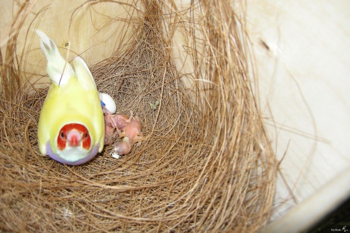 Гульдова амадина птенец