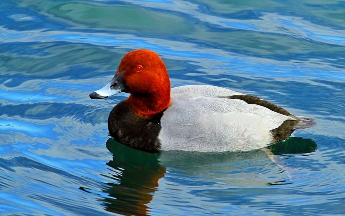 Утка красноголовый нырок