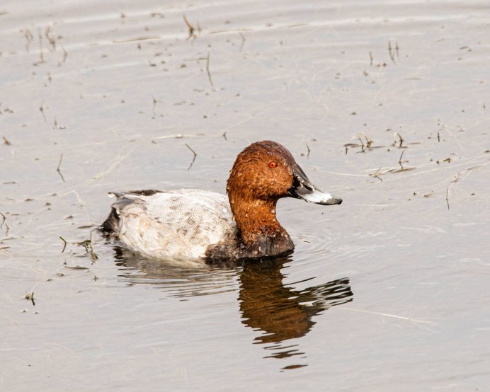 Утка красноголовый нырок