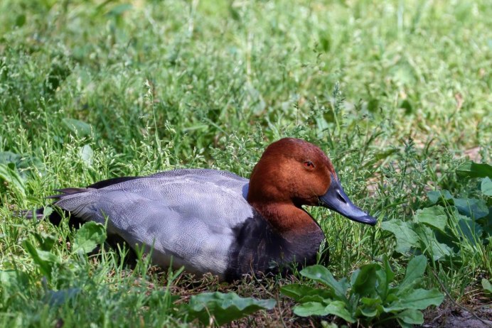 Парусиновый нырок