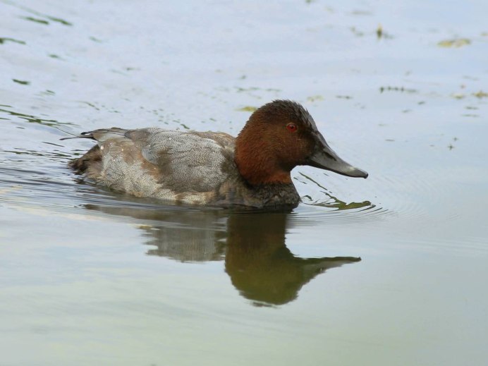 Красноголовый нырок нырок