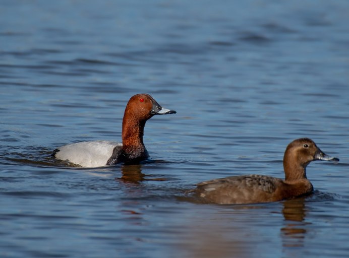Красноголовый нырок