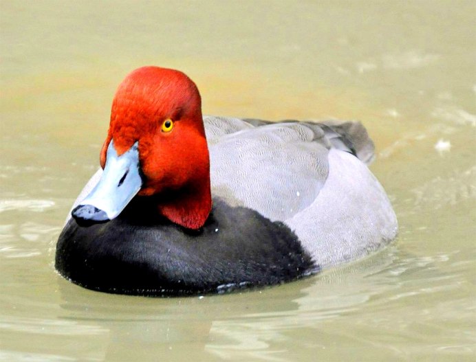 Утка красноголовый нырок