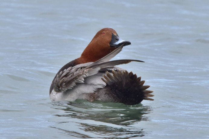 Нырок Черноморский