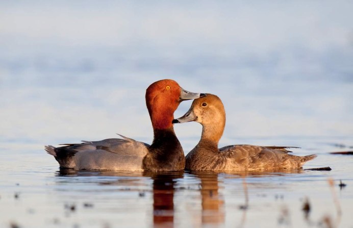 Красноголовый нырок