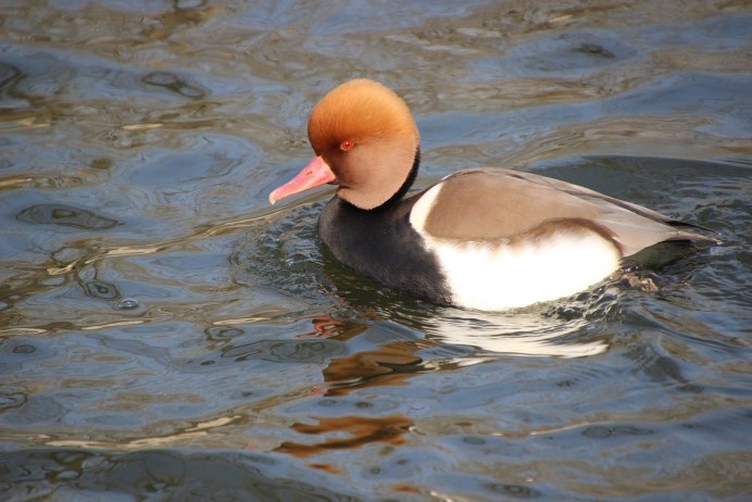 Черноголовый нырок